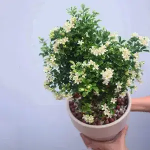 Greenery Nursery® Madhu kamini Shrub Flower Plant & Tree (1.5-3.5 Ft Height) For Home/Office/Garden Decor, Pack Of 1 Buy @ ₹349