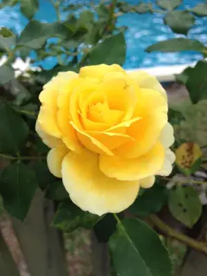 Greenery Nursery® Yellow Dutch Rose Gorgeous Flower Plant (Pack Of 1) For Home Garden Buy @ ₹499