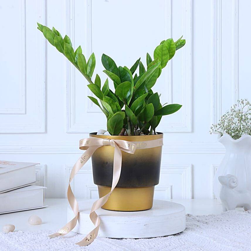 Zamia Plant In Gradiant Beauty Pot