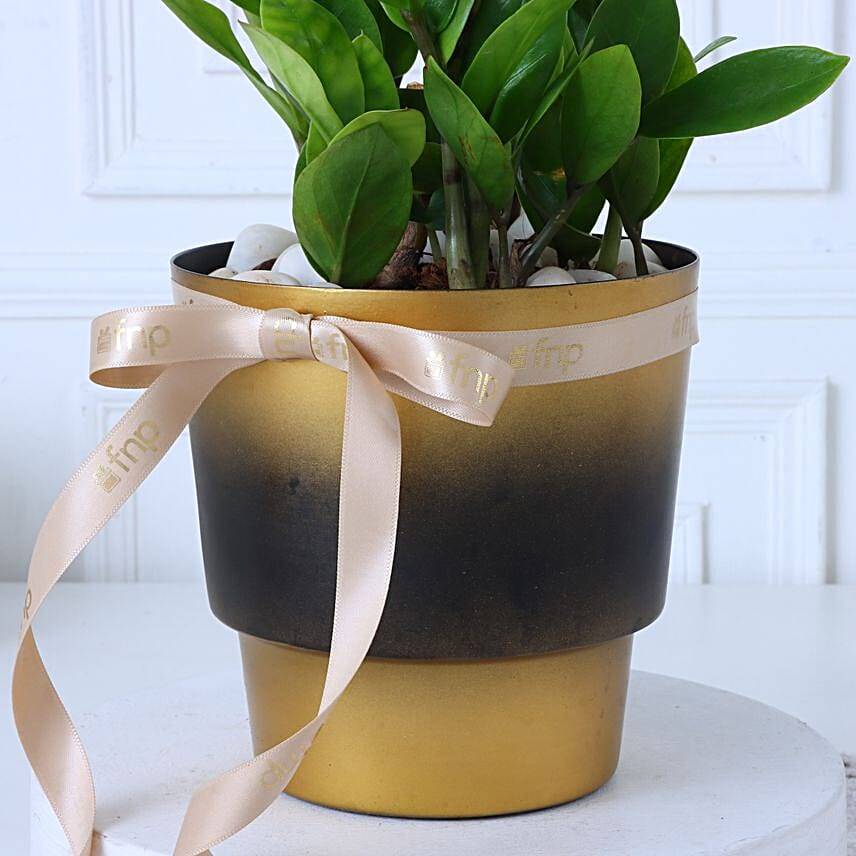 Zamia Plant In Gradiant Beauty Pot