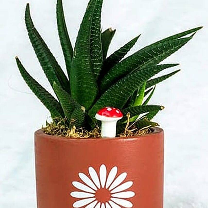 Zebra Haworthia in Rustic Terracotta Gift Pot