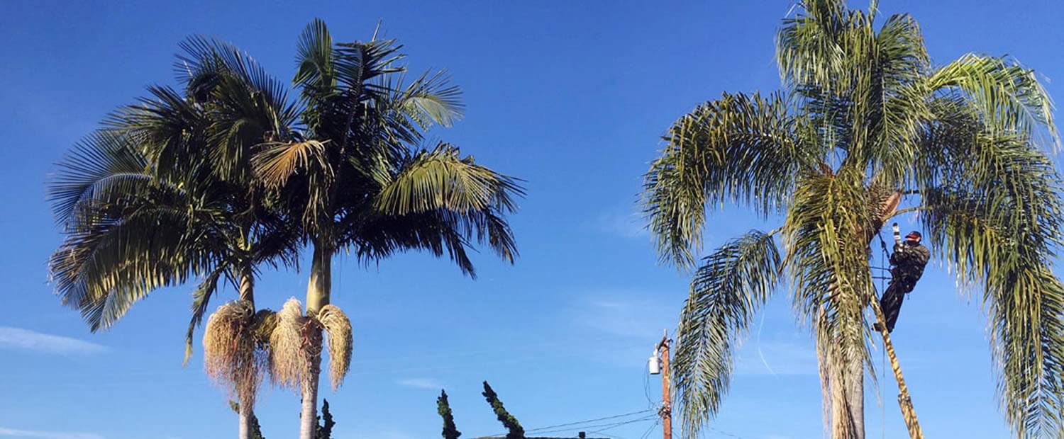 Affordable Demolition Services in Houston - Texas Tree Expert