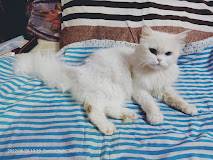 Best Pet Shop